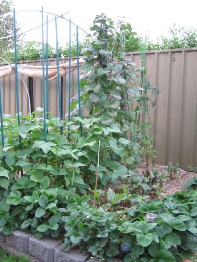 Garden beans.jpg