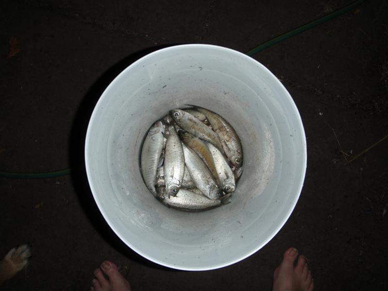 P4180435 (Medium).JPG