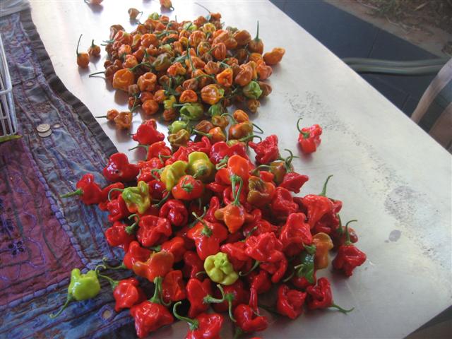 chilli's (Small).jpg