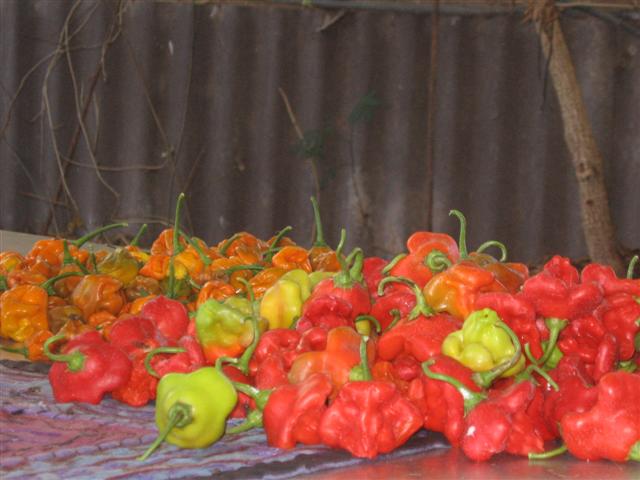 chilli's 009 (Small).jpg