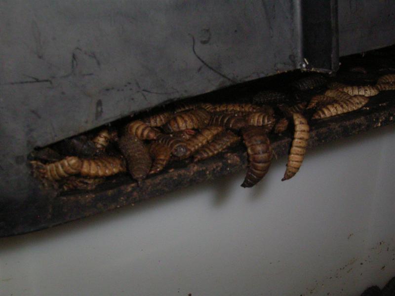 Black Soldier Flies - 19 Feb 07 003 (Medium).jpg