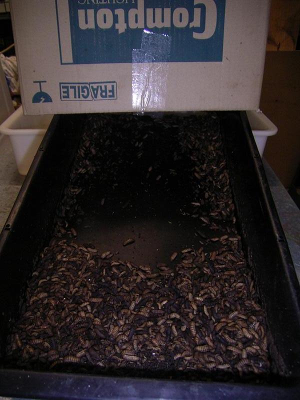 Black Soldier Flies - 19 Feb 07 001 (Medium).jpg