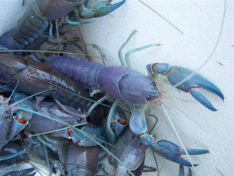 100_4552 (Medium).JPG