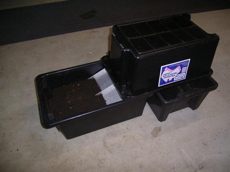 Black Soldier Flies - 19 Feb 07 005 (Medium).jpg