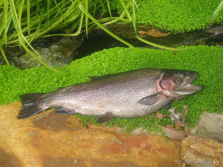 TROUT 1.25KL LENGTH 18inch.jpg