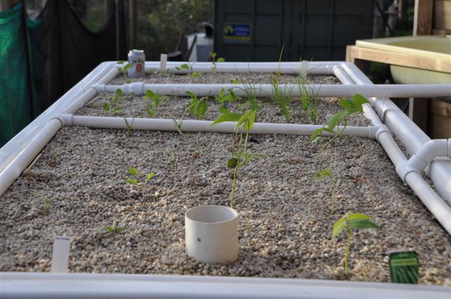 Vegies in bed 1 (Small).jpg