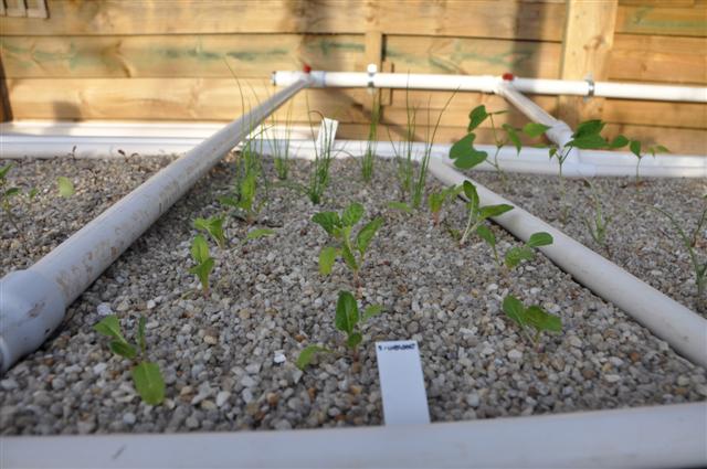 Silverbeet & Spring Onions (Small).jpg