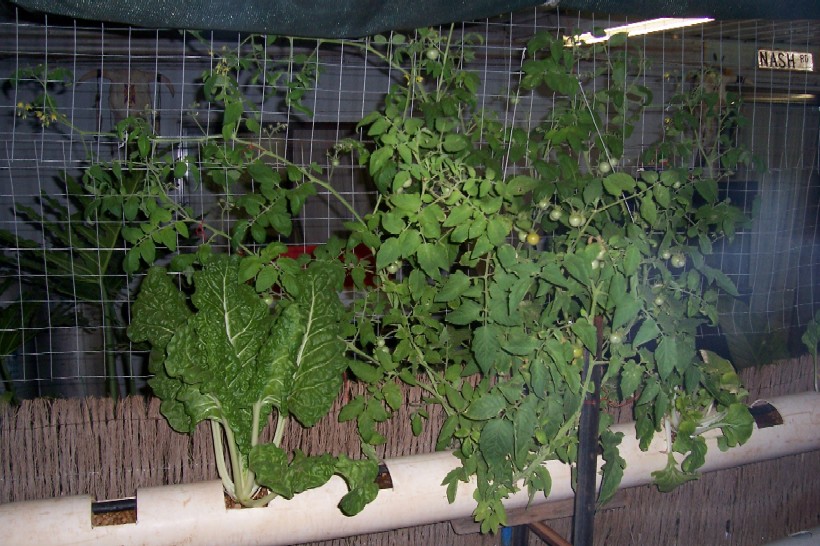 aquaponics 127.jpg