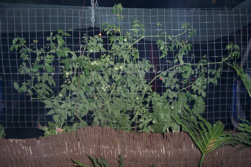 aquaponics 126.jpg