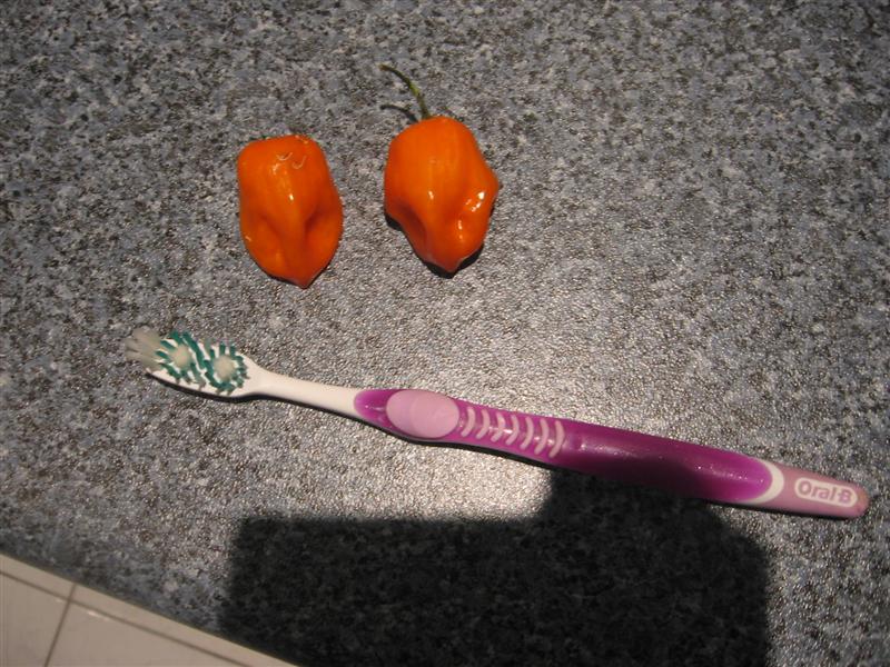 steve 005 (Medium).jpg