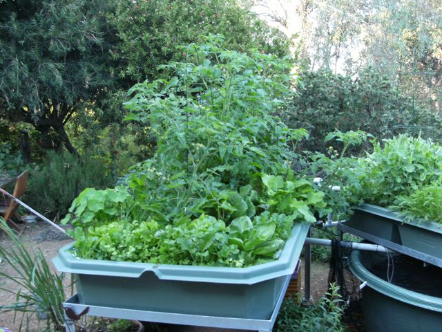 aquaponics 034 small.jpg