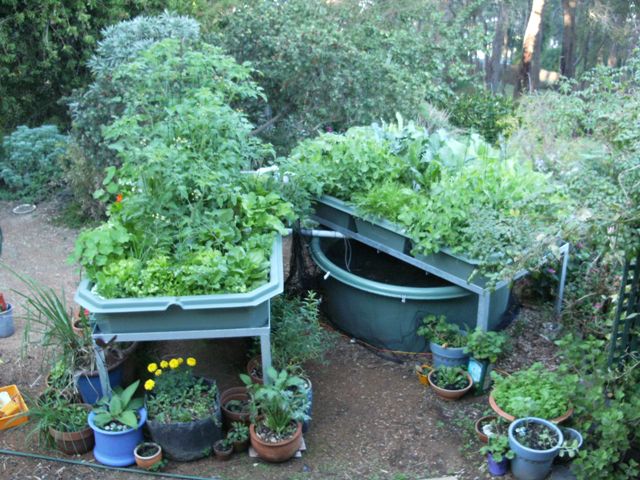 aquaponics 027 small.jpg