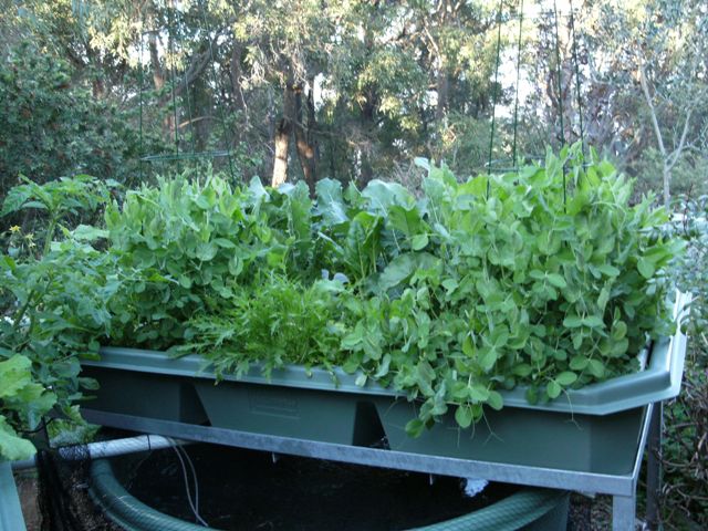 aquaponics 030 small.jpg