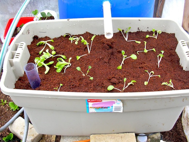 April 28, 2008 1st GB.jpg