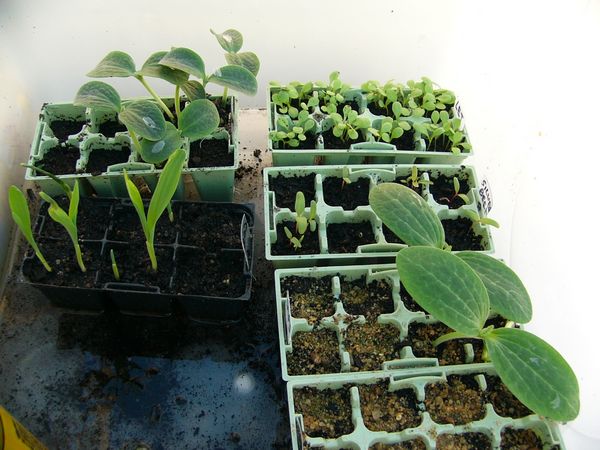 tn_5 days from seed.JPG