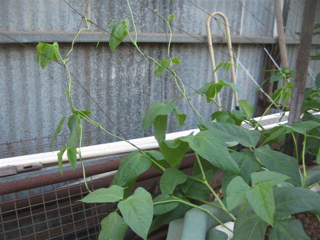 here we go again 004 (Small).jpg