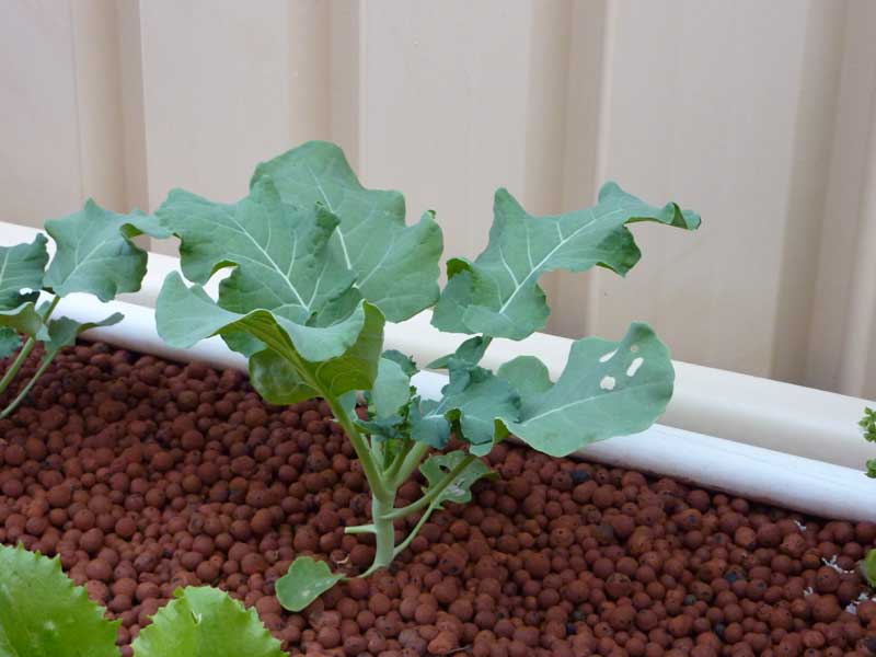 29_04_10-brocolli.jpg