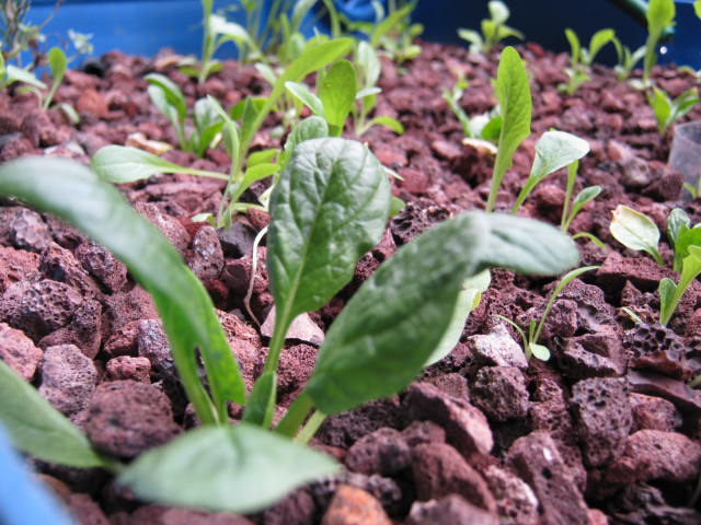 small system growth 001.jpg