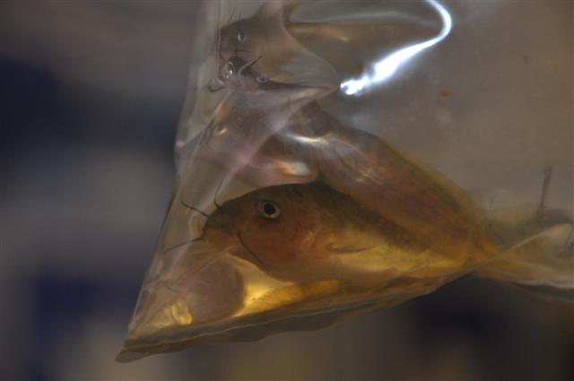 Close up (Small).jpg