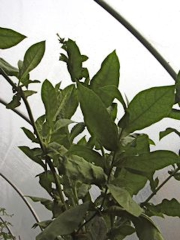 Hitting top of hoop house.jpg