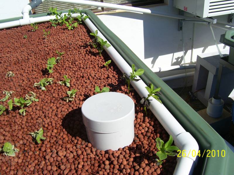 Garden-Apr-2010 003.jpg