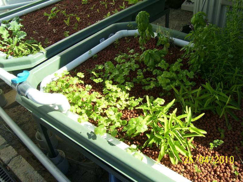 Garden-Apr-2010 002.jpg