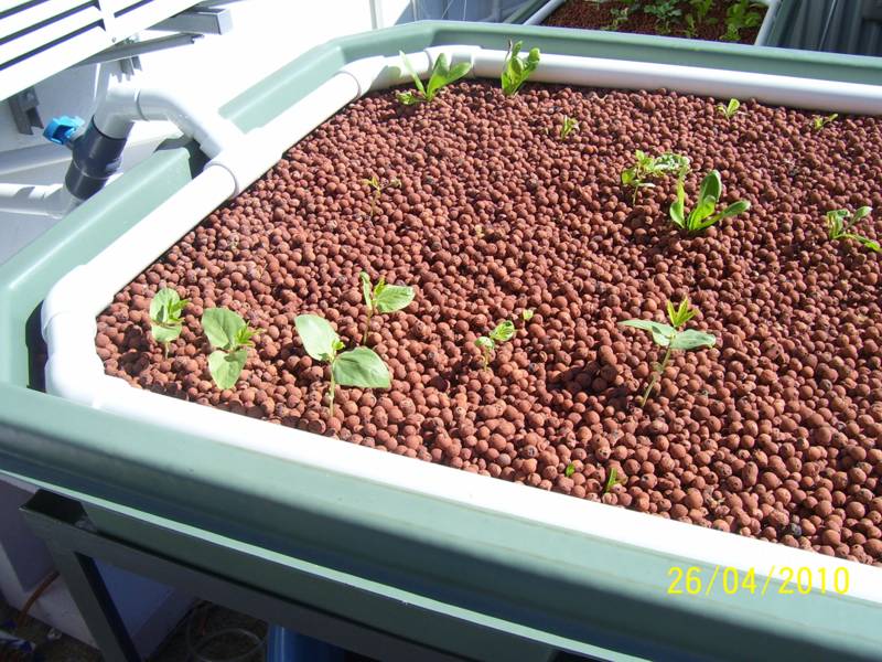 Garden-Apr-2010 004.jpg