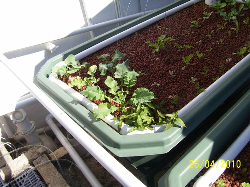 Garden-Apr-2010 005.jpg