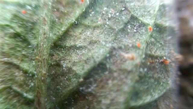 spider mites (Small).jpg