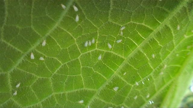 white fly (Small).jpg