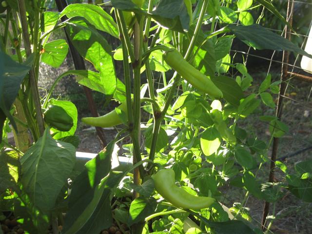 here we go again 012 (Small).jpg