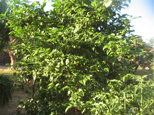 here we go again 014 (Small).jpg