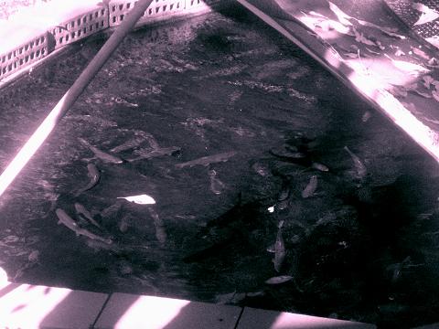 trout at 16weeks.jpg