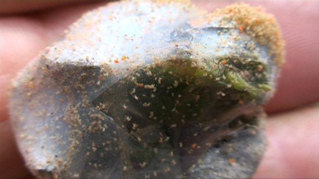 spidermite 3 (Small).jpg