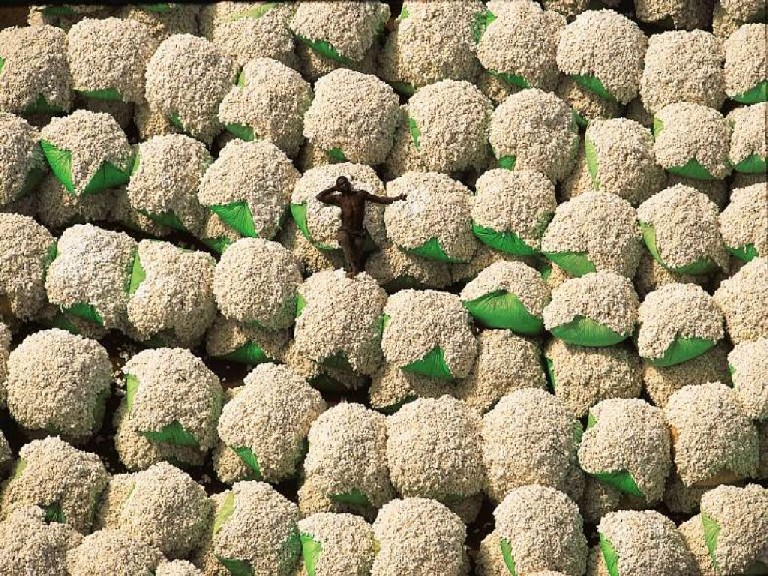 Hydroponic Caulies.jpg