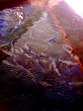TROUT FEEDING.jpg