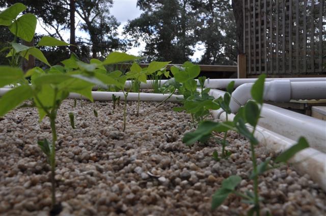 Vegies in bed 1_11.5.jpg