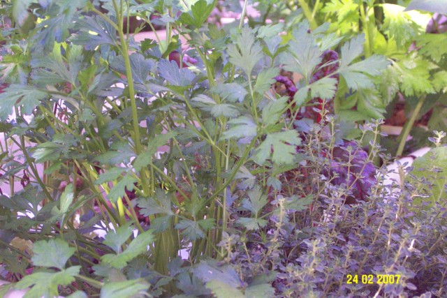 parsley.jpg