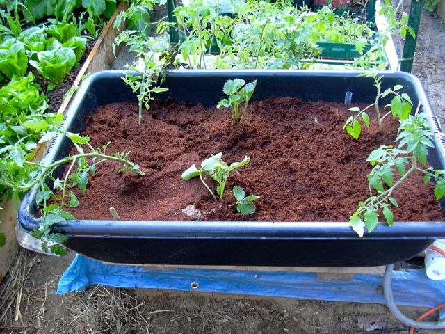 1st tomato GB May 6.jpg