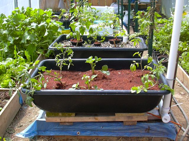 2nd tomato bed May 10, 2010.jpg