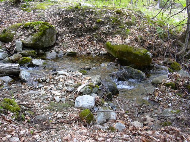 Future pond maybe.jpg