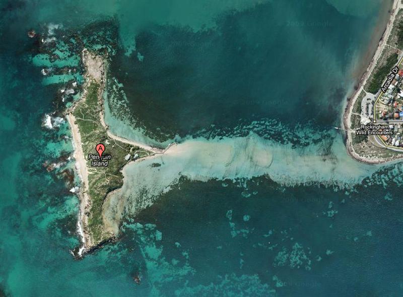 penguin (Medium).jpg