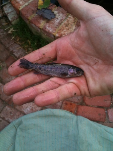 trout- fingerling.jpg