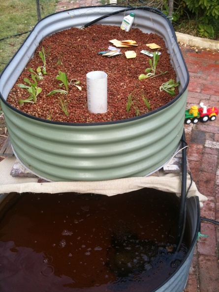 grow bed 10-5-10.jpg