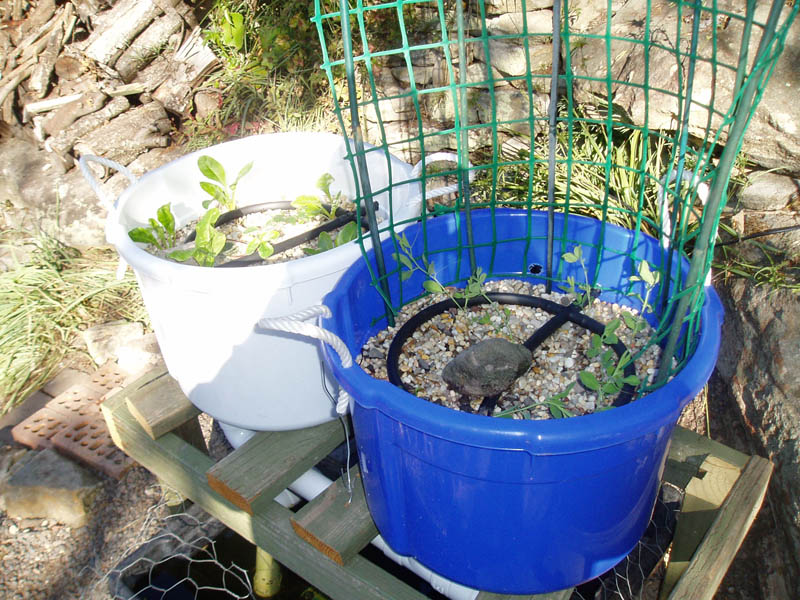 Plant progress 004.jpg