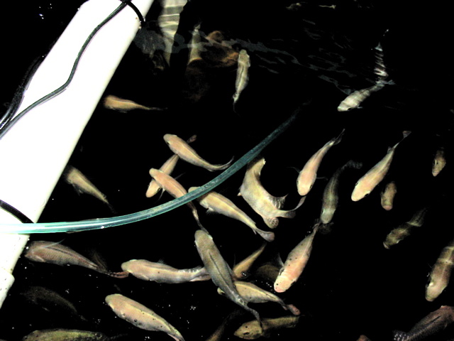 Tilapia Feb 25 2.jpg