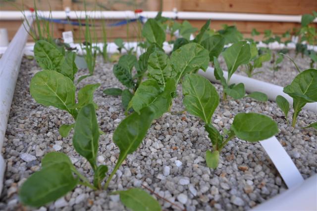 Growth is good (Small).jpg