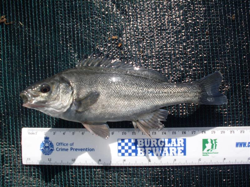 SDC11158 (Medium).JPG