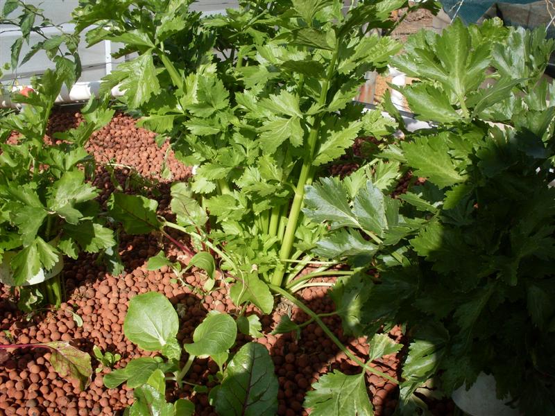 SDC11171 (Medium).JPG