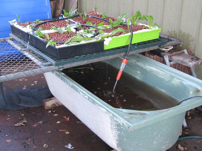 first aquaponics set up 5.10.jpg